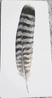 Divine Feather Messenger
